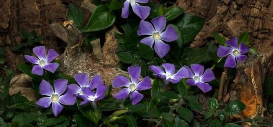 Выращивание Барвинка на даче: посадка, уход и размножение цветка