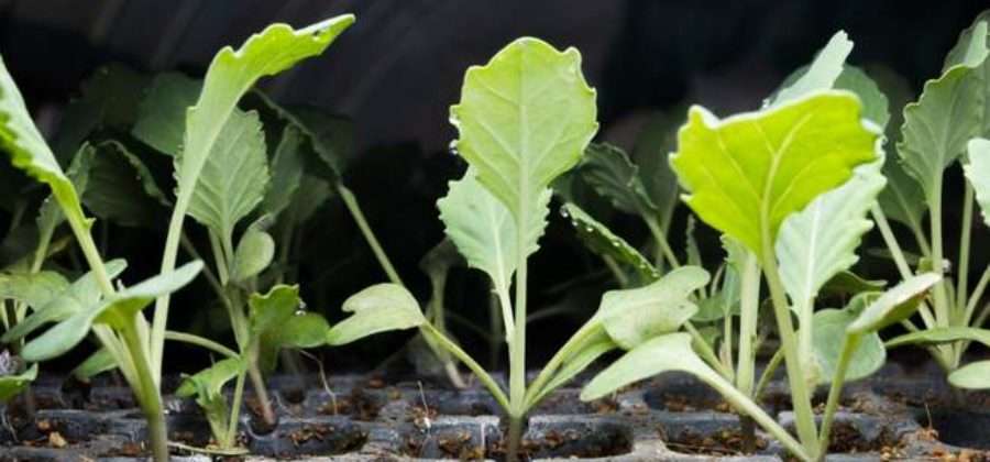 Как вырастить рассаду цветной капусты