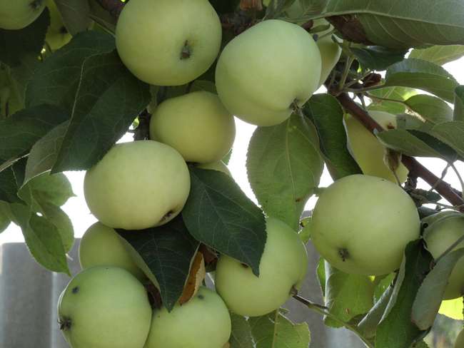 Плоды яблони Папировка