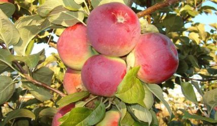 Посадка яблони Орлик и уход за плодовым деревом этого сорта