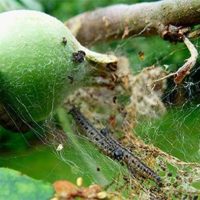 Вредители яблони и борьба с ними: фотографии с описанием