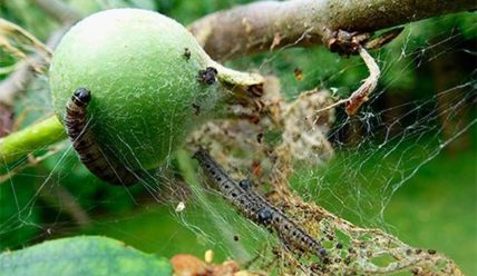 Вредители яблони и борьба с ними: фото с описанием