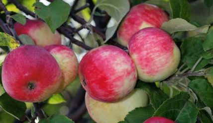 Выращивание яблони сорта Серебряное копытце