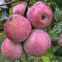 Сорт яблони Уэлси: описание, фото, отзывы садоводов