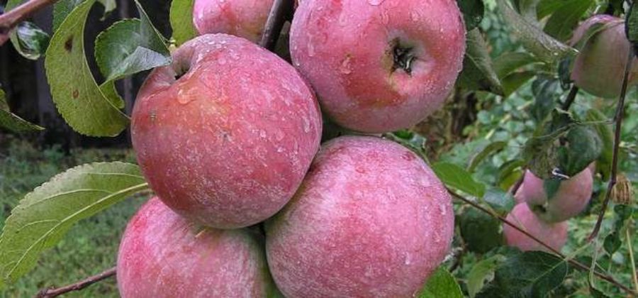 Сорт яблони Уэлси: описание, фото, отзывы садоводов