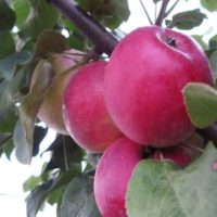 Сорт яблони подарок Графскому: фото и описание