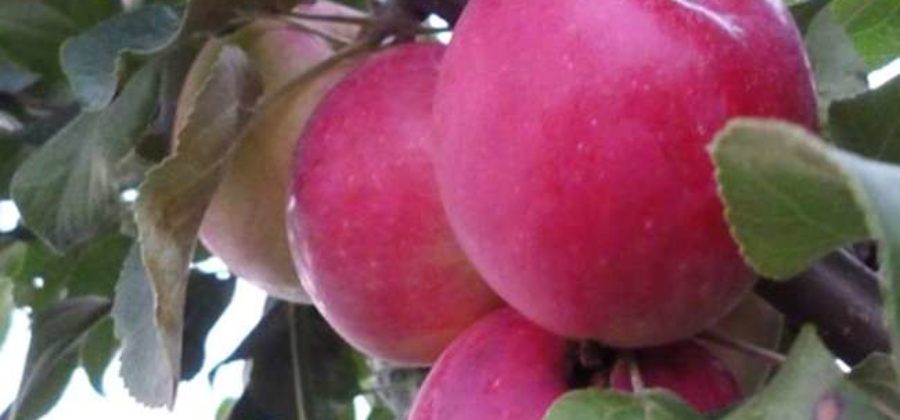 Сорт яблони подарок Графскому: фото и описание