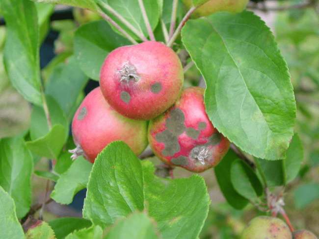 болезни яблони Серебряное копытце