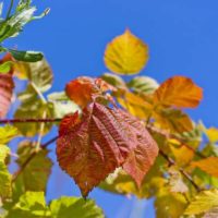 Как сажать малину осенью: пошаговая инструкция