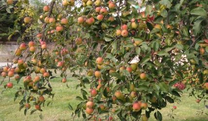 Как ухаживать за яблоней осенью – Подготовка яблони к зиме