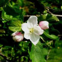 Уход за яблоней весной  