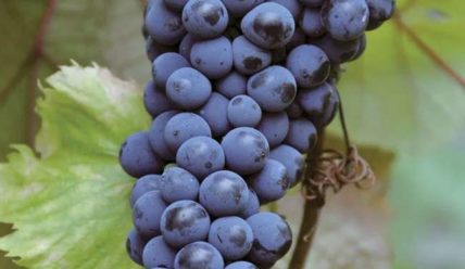 Описание винограда Московский безукрывной, особенности посадки и выращивания