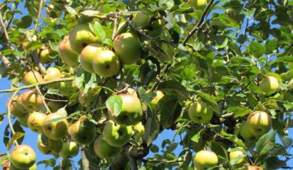 Как ухаживать за яблоней летом