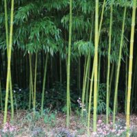 Как вырастить бамбук на даче: посадка и уход за растением