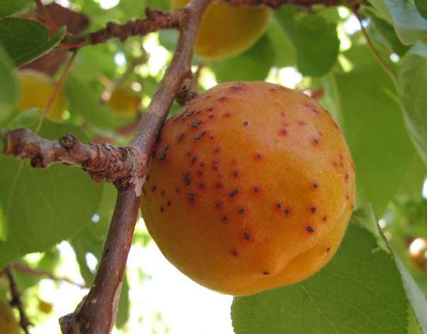 Клястероспориоз или дырчатая пятнистость абрикоса
