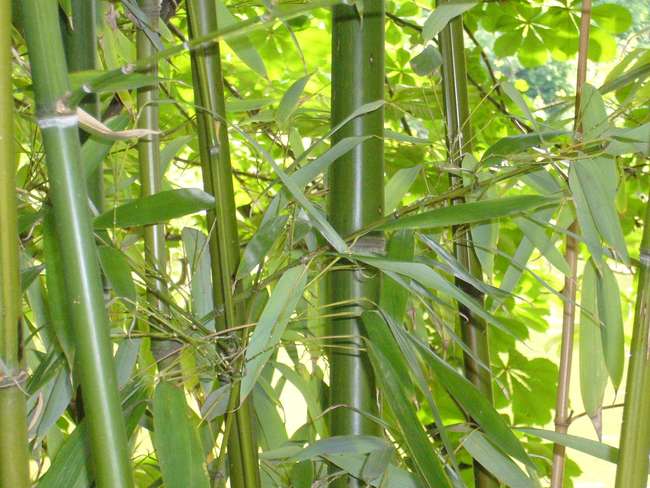 Описание ратения бамбук