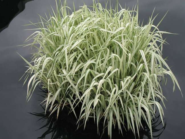 Растение манник большой Glyceria maxima