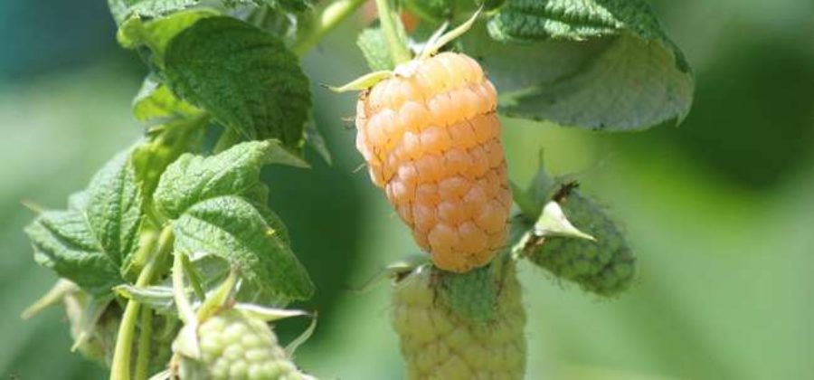 15 сортов желтоплодной малины с описанием и фото