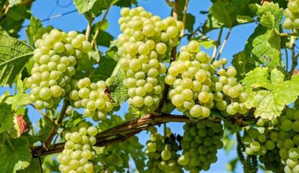 На что обратить внимание при выборе винограда для посадки