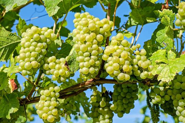 Как выбрать виноград для посадки