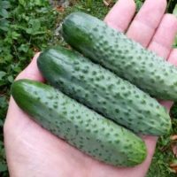 Выращивание огурцов Шоша F1, описание сорта и отзывы садоводов