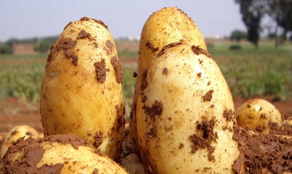 Описание раннего сорта картофеля Уладар