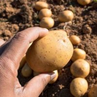 Описание ранних сортов картофеля — 20 сортов ранней картошки с фото