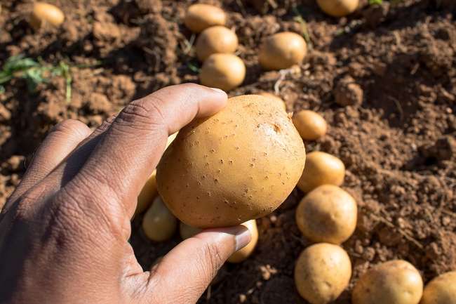 Описание ранних сортов картофеля