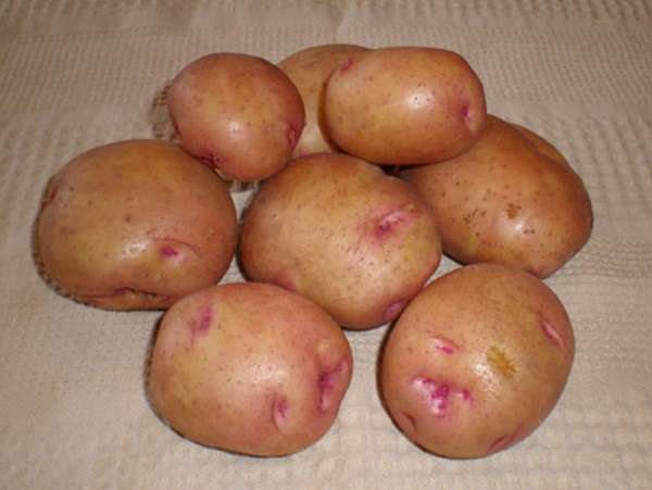 Описание ранних сортов картофеля – Снегирь