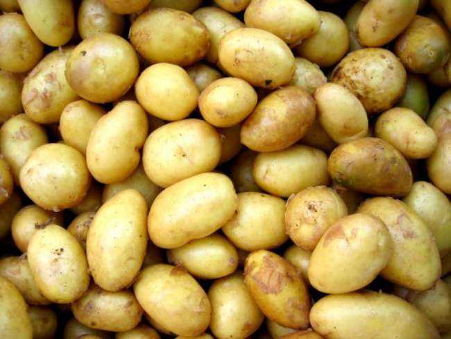 Суперранний картофель Венета