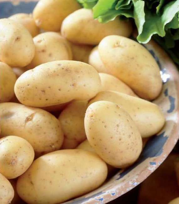 Ultrarannij kartofel Kolombo