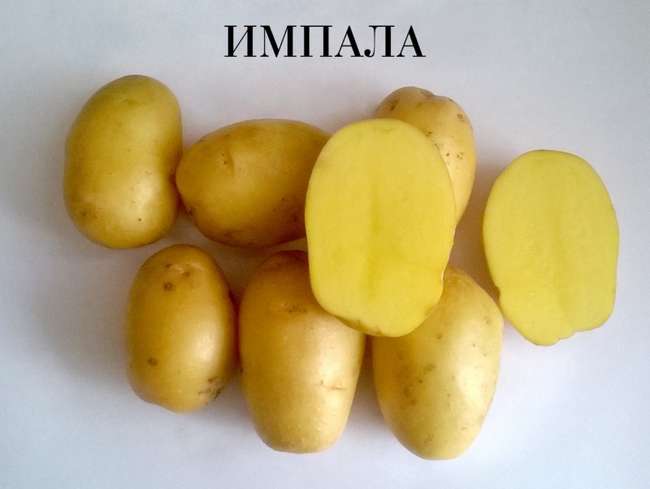 Урожайность сорта картофеля Импала