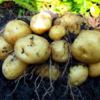 Картофель Импала: характеристика сорта, отзывы, фото