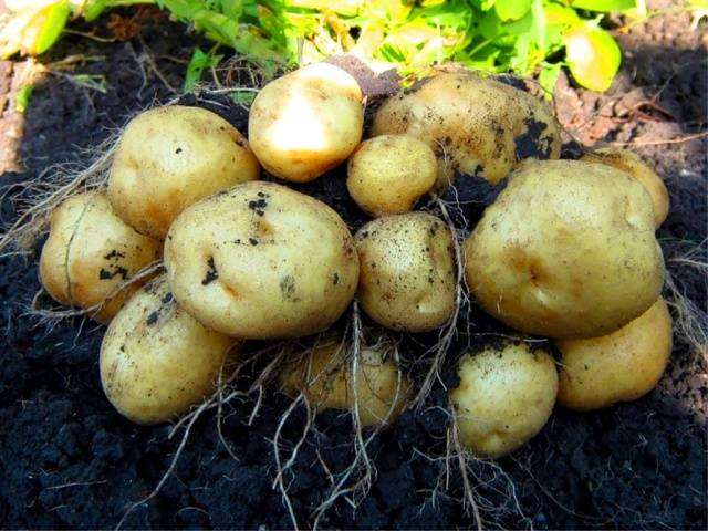 характеристика сорта картофеля Импала