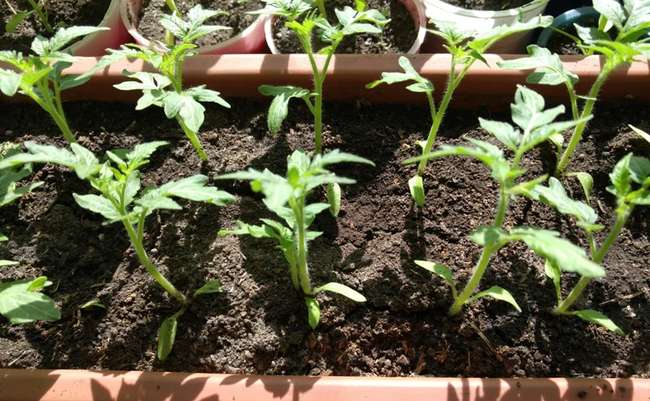 схема посадки семян томатов на рассаду