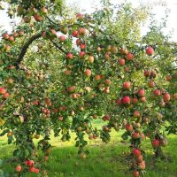 Чем удобрять яблоню весной, летом и осенью для лучшего урожая и перезимовки