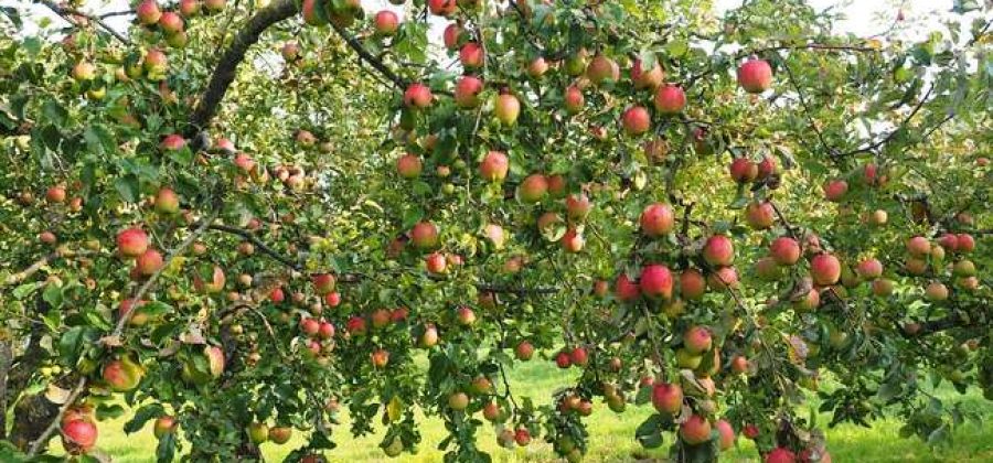 Чем удобрять яблоню весной, летом и осенью для лучшего урожая и перезимовки