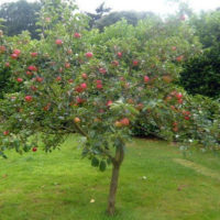 Сорт яблони Медуница: описание, опылители, способы размножения