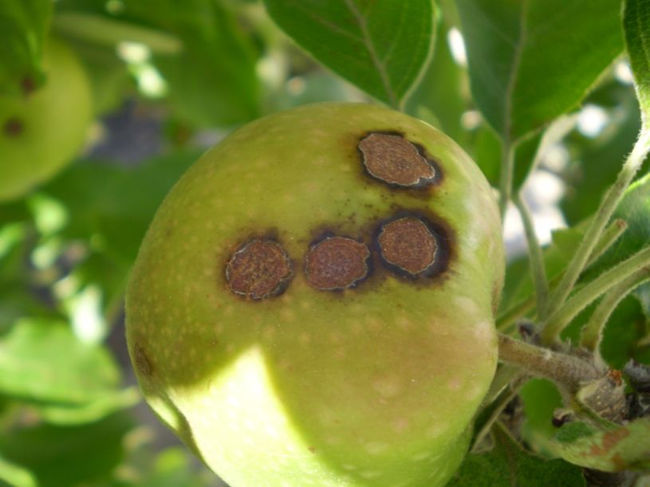 Симптомы паршы на яблоках