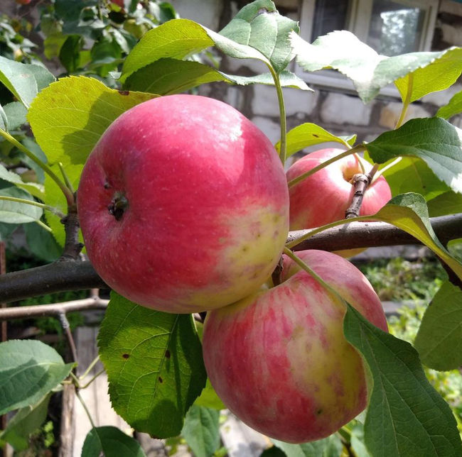 Сорт яблок Анис: описание, фото и правила выращивания сорта