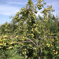 Белые спелые яблони: Ранние урожайные яблони
