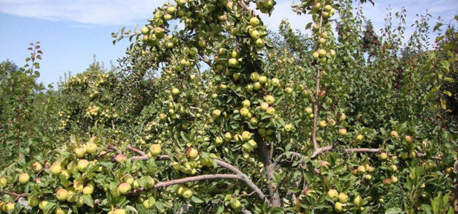 Яблоня Белый налив: сорт яблок с ранним урожаем