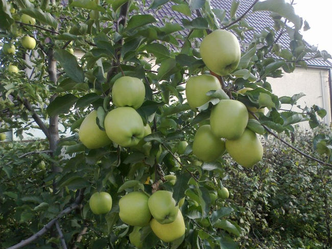 Сорт яблок Голден Делишес