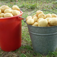 Как выращивать картофель Гала на своем участке