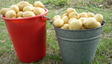 Как выращивать картофель Гала на своем участке