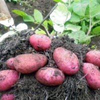 Ред Скарлет – сорт картофеля: описание, отзывы, достоинства сорта
