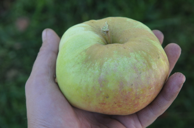 Опискание сорта яблок Богатырь
