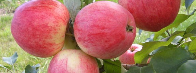 Плоды сорта яблок конфетное