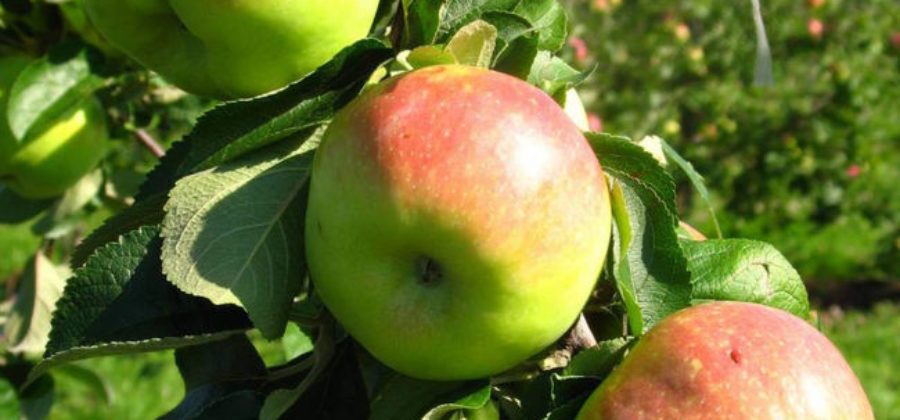 Сорт яблок Богатырь: описание, плюсы и минусы, отзывы садоводов о сорте