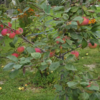 Описание сорта яблони Конфетное – Особенности посадки и ухода за сортом